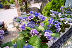 紫陽花2