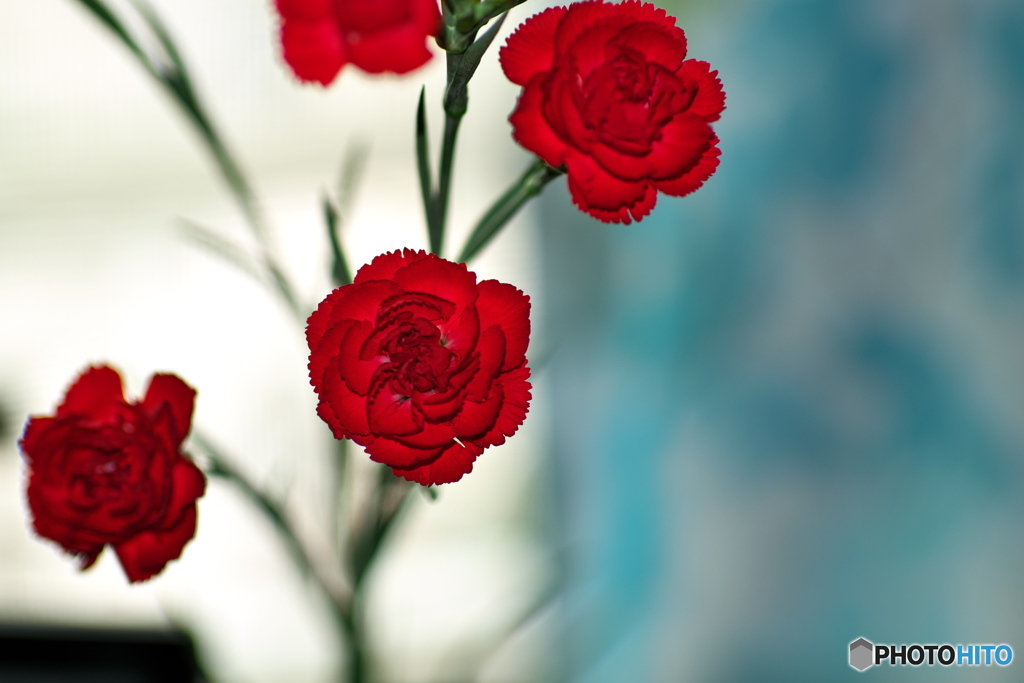 カーネーション透かし撮り01