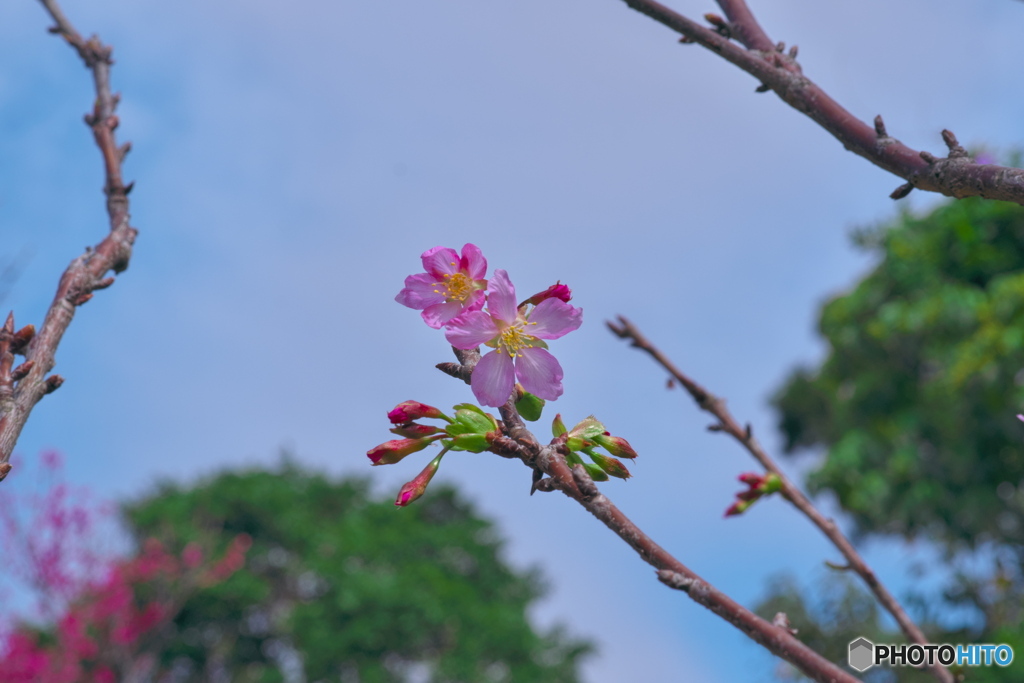 陽明山の花ー桜02