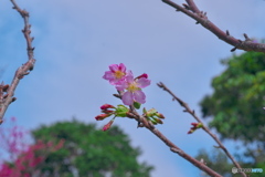 陽明山の花ー桜02