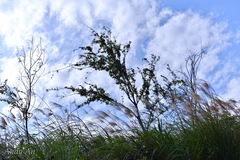 空と雲と木