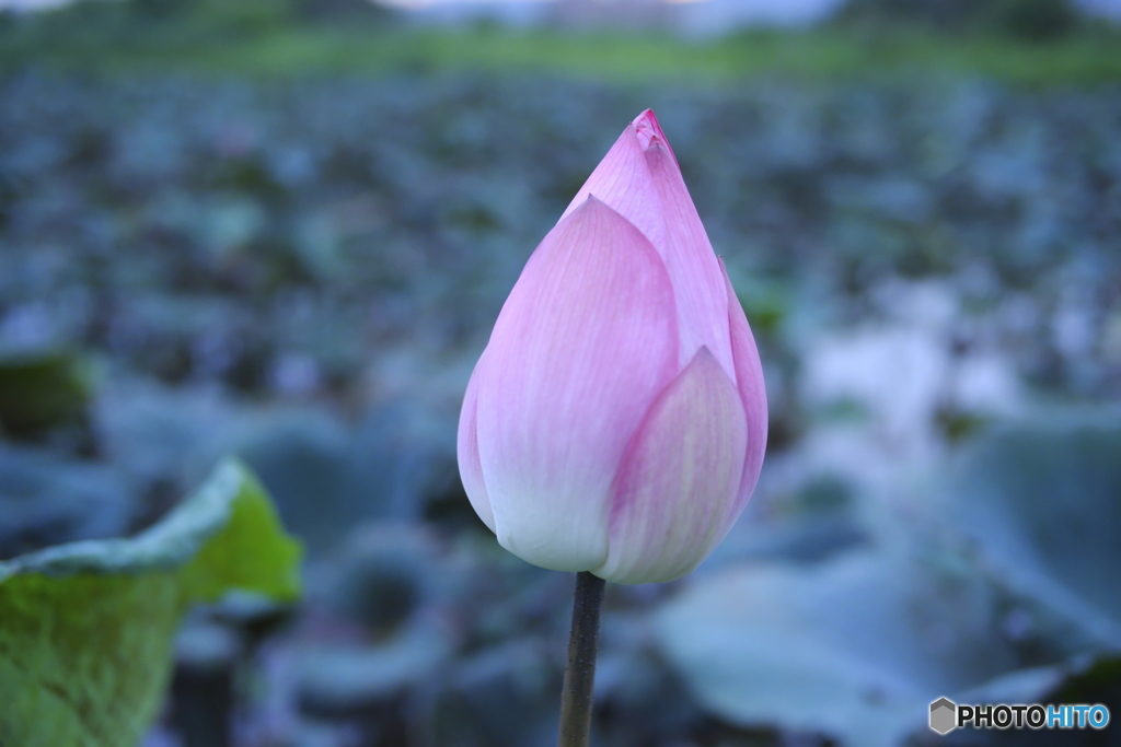 湿地の夕暮れ05