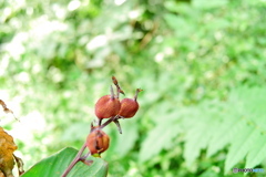 近所の植物園‐なんだろう