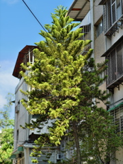 夏の朝02