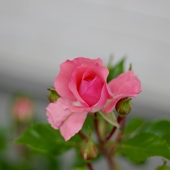 ジャルダンドゥフランス