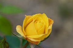 4016EF19-5021-462B-BE26-7506E0BD32B6