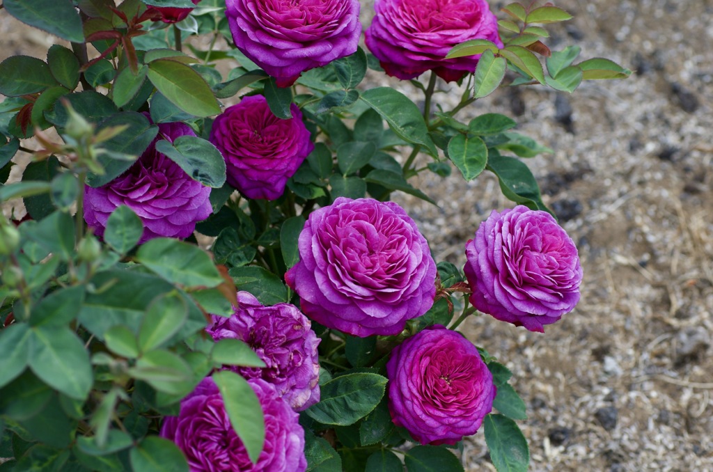 6C411B17-37AC-4FD5-9335-9929E00BEDE3