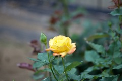 97477274-F402-4F96-B5BF-6FCD0F90FC77