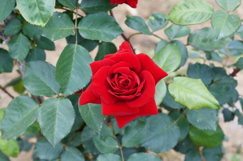 55E74EE7-AC0F-463A-B949-5AB355042031