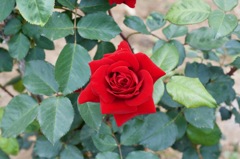 55E74EE7-AC0F-463A-B949-5AB355042031