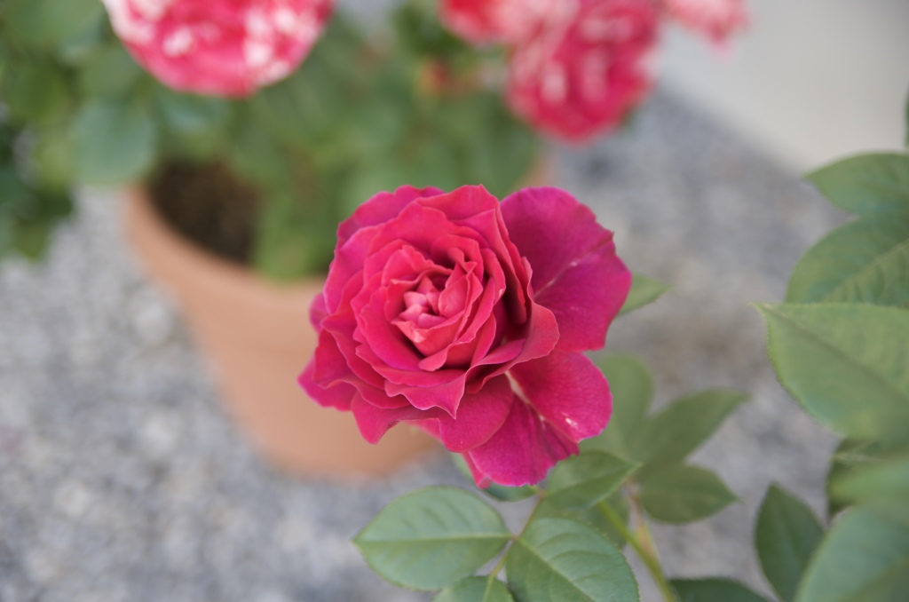 900B9D96-28B5-4B7C-9410-176CECEAE405