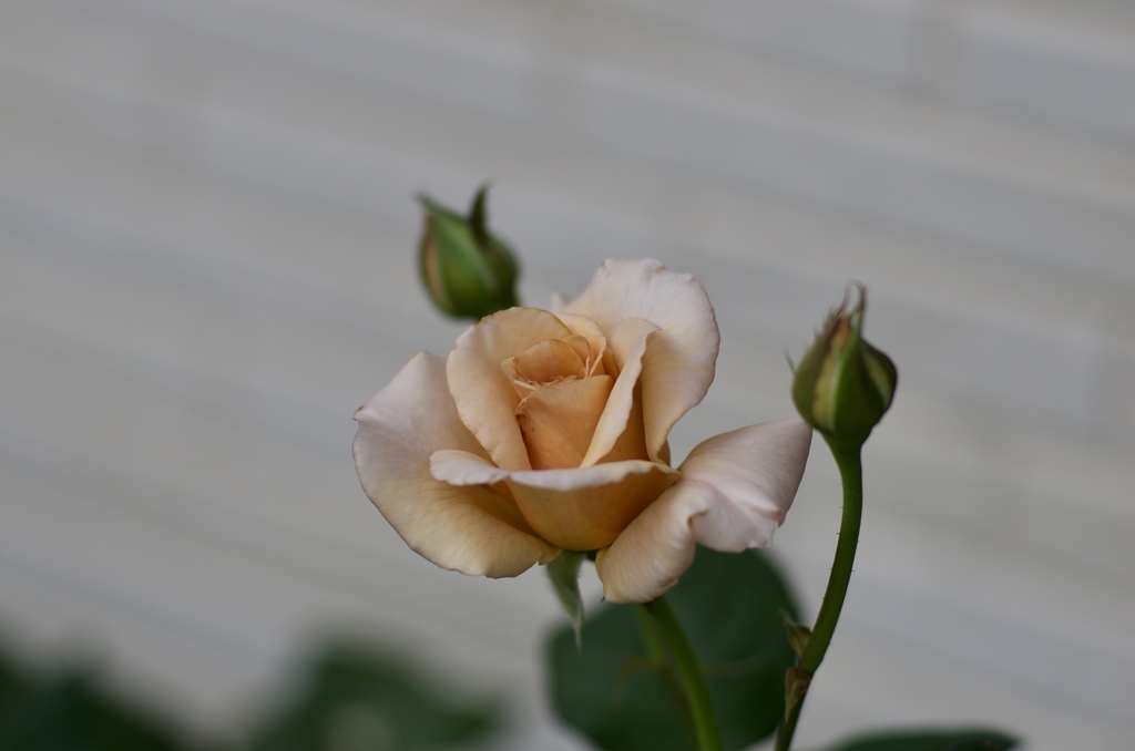 fullsizeoutput_2959