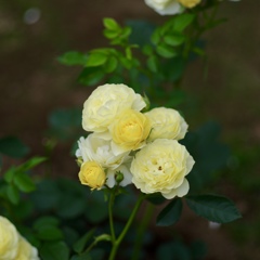 ゴールデンボーダー