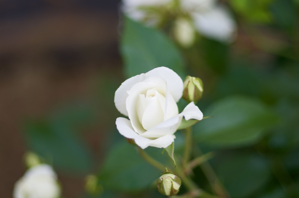 D93954BF-952E-42AD-A4DA-B3F1F51A7317