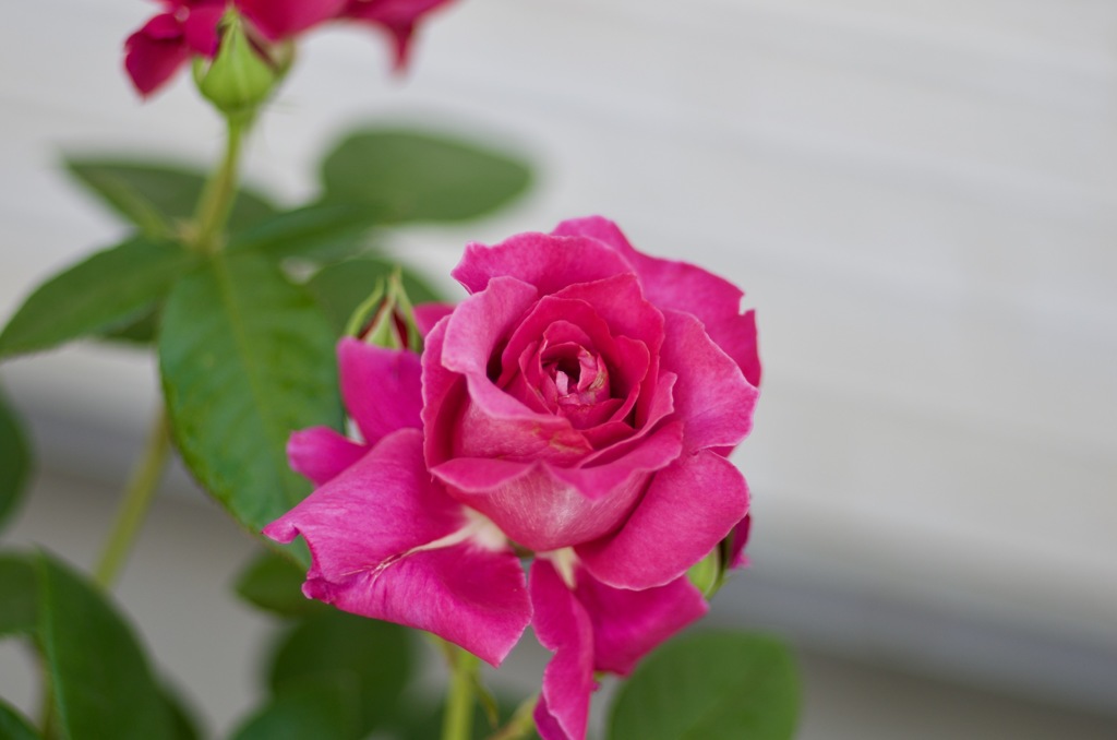 2F11D373-76D6-4E83-B9FD-8BA8ED61EF86