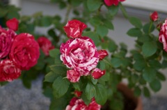 4D1C6E01-CBF0-4574-AAEE-9C99E0E5BC5F