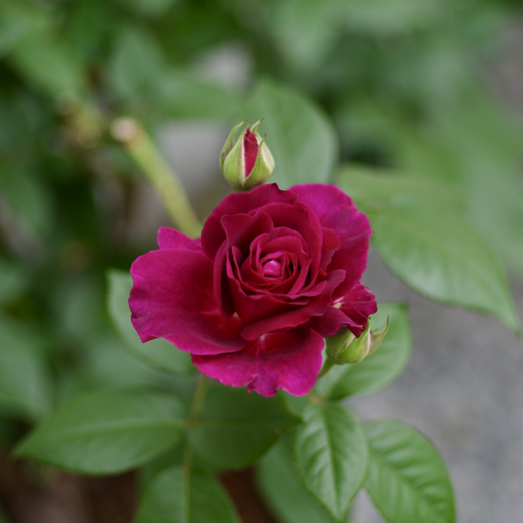 イントゥリーヴ