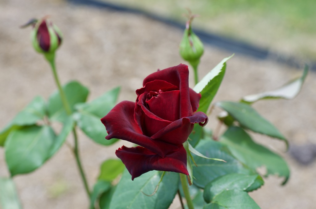 1955BE1E-B0AA-47C9-9ECA-BFFDB51131F0