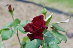 1955BE1E-B0AA-47C9-9ECA-BFFDB51131F0