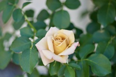 2B8F5826-565C-4594-AAAA-2DD2B796D27A