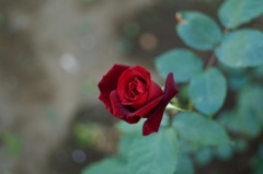 C70FC1C3-5E81-485F-8B0D-2FF3005FE46C