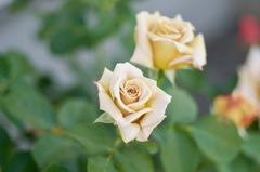 C49EAEC2-BF1E-4F39-91E0-44E5B30883BC