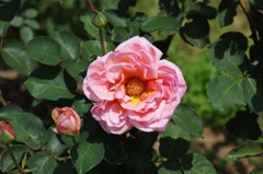 460B66CB-66AA-47C5-8E26-6D681D13D3A1