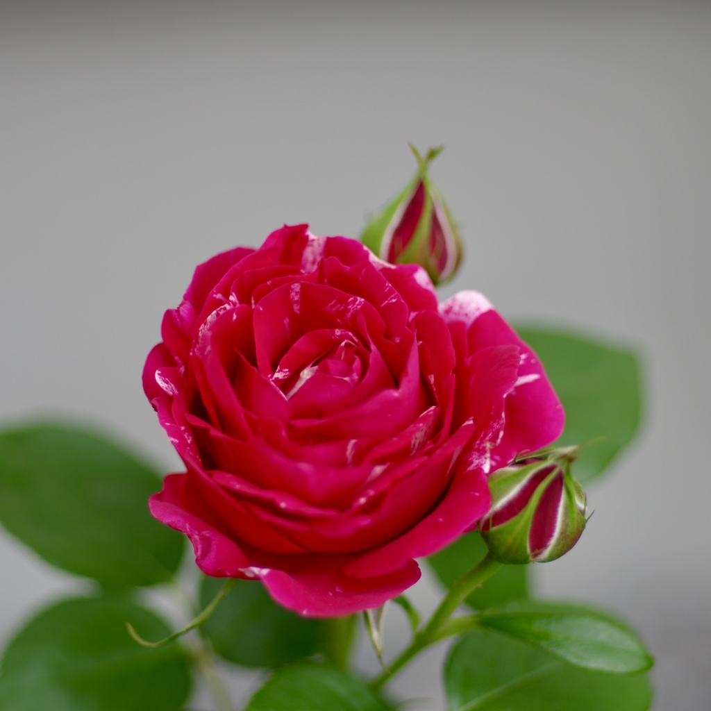 アンリマチス By Roseskr Id 写真共有サイト Photohito アンリマチス By Roseskr Id 写真共有サイト Photohito