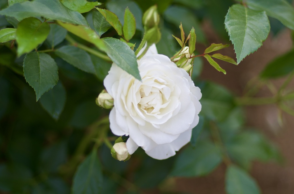 B61F55A8-213B-4153-A88A-F157B65A2CA9