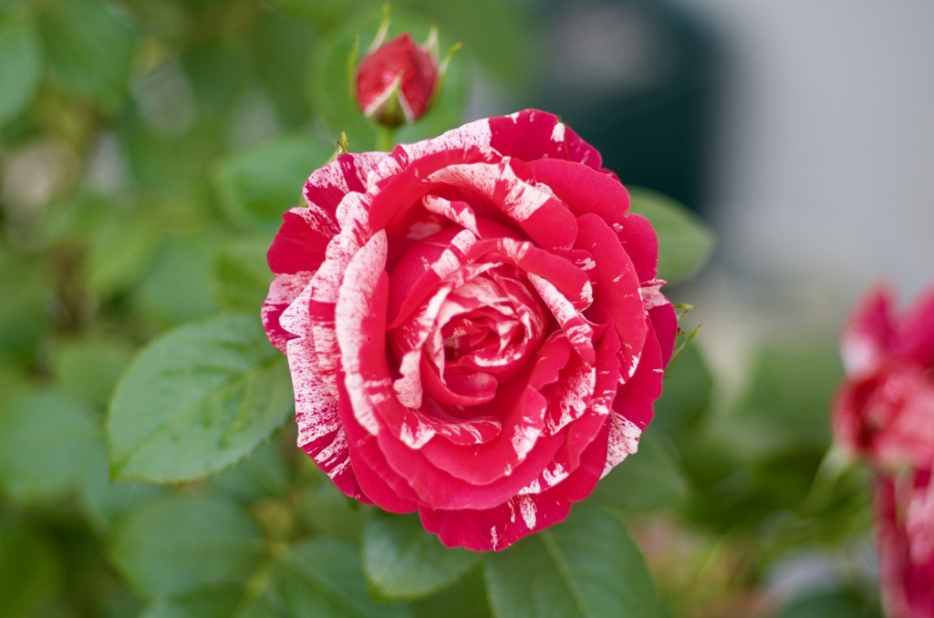 1630DE75-D3D1-4FCE-967B-B99AC16CFFE7