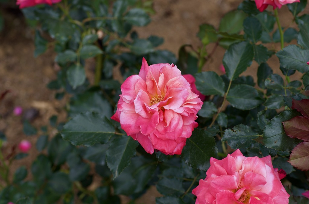 365F23E4-15A7-4BF0-953F-0D01E75388AC