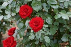 C2D66902-736A-4C2E-BEB9-18441DBB6BCA