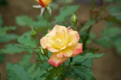 2ED22031-9992-4198-A3C5-A50700937785