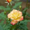 2ED22031-9992-4198-A3C5-A50700937785