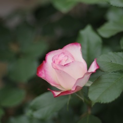 ジュビレドゥプリンセスドゥモナコ