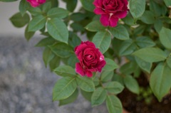 2C04E323-87DE-41D1-B60A-6FC4FD7DB3A2