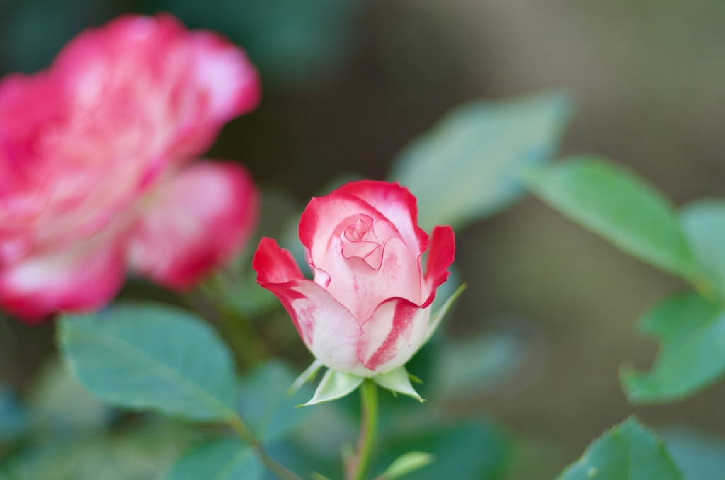 38D843BF-77E8-4B36-ADA5-4838B7F6DCC4