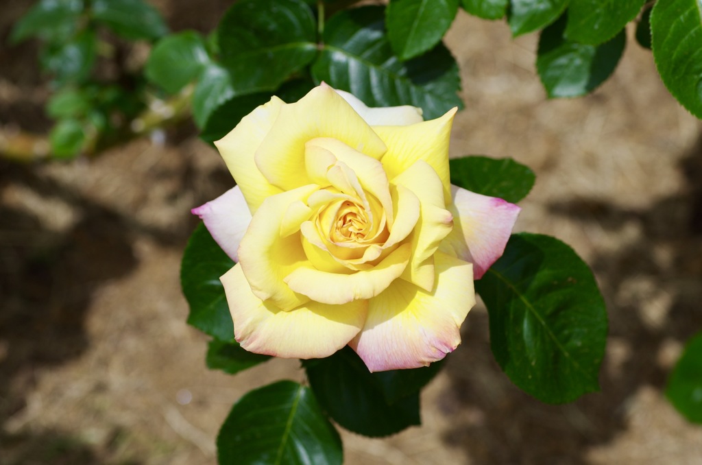 93AA8BF6-08EE-4075-848D-871320F1AE13