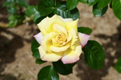 93AA8BF6-08EE-4075-848D-871320F1AE13