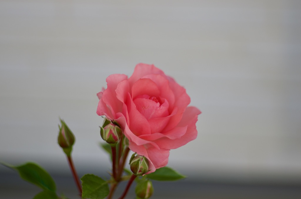 139834FD-BC4B-481A-AAFD-BBCE6AAF7ADC