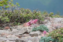 高山植物の女王