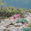 高山植物の女王