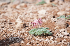 高山植物の女王