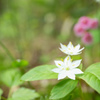 この花は何？