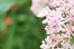 この花の名は？