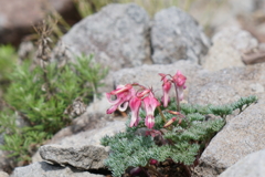 高山植物の女王