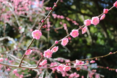 龍尾神社①