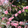 龍尾神社①