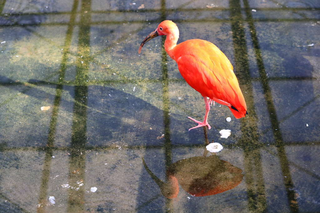 掛川花鳥園①