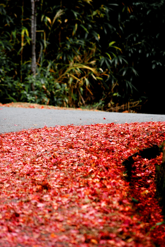 紅の路肩